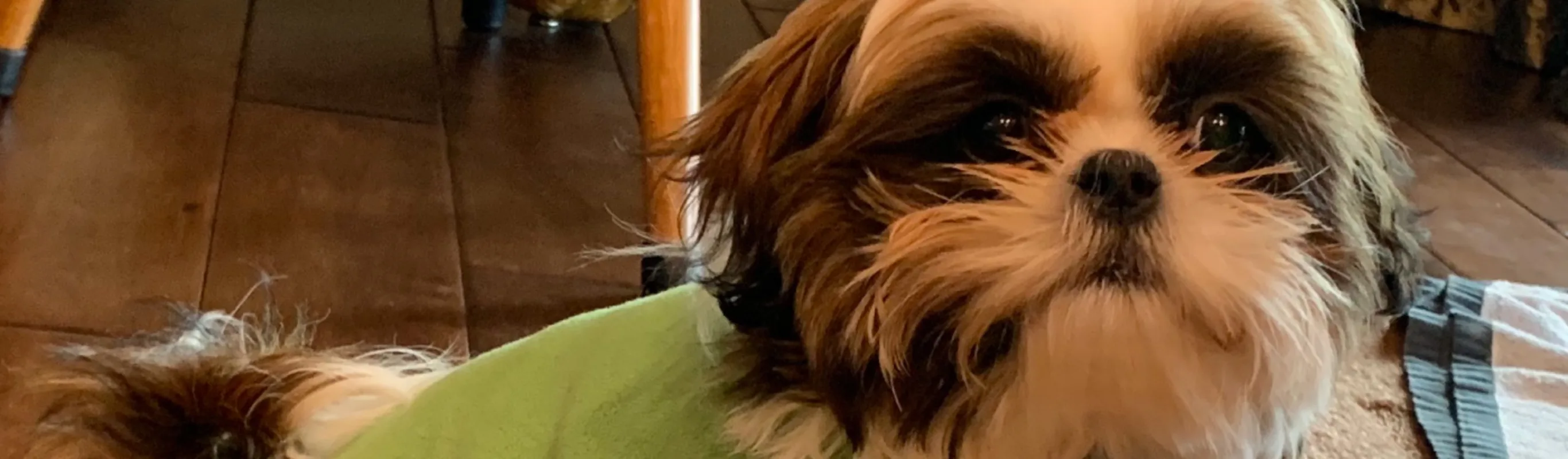 Little dog smiling Little dog smiling