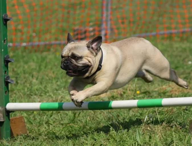 A Pug (Dog) Jumping Over a Training Obstacle Stick