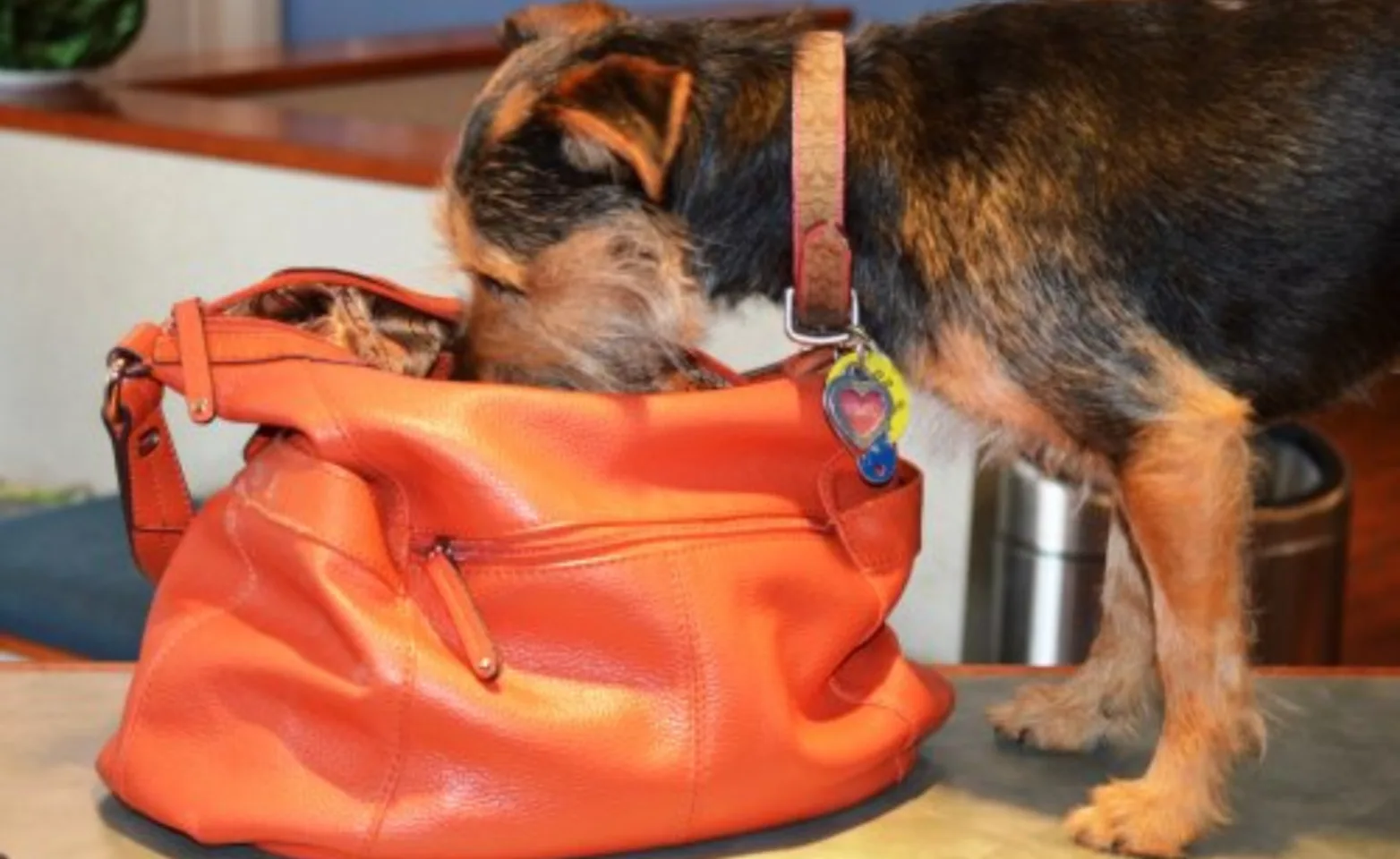 Dog inspecting an orange purse Dog inspecting an orange purse