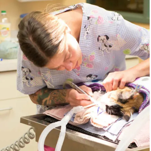 Veterinary Staff operating on a cat at Friendship Hospital for Animals Veterinary Staff operating on a cat at Friendship Hospital for Animals