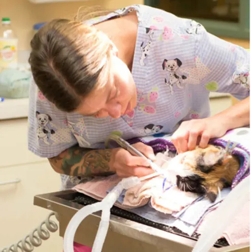 Veterinary Staff operating on a cat at Friendship Hospital for Animals