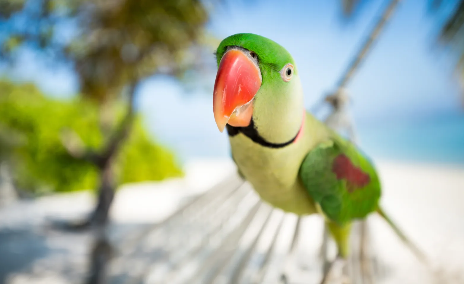 parrot on a hammock