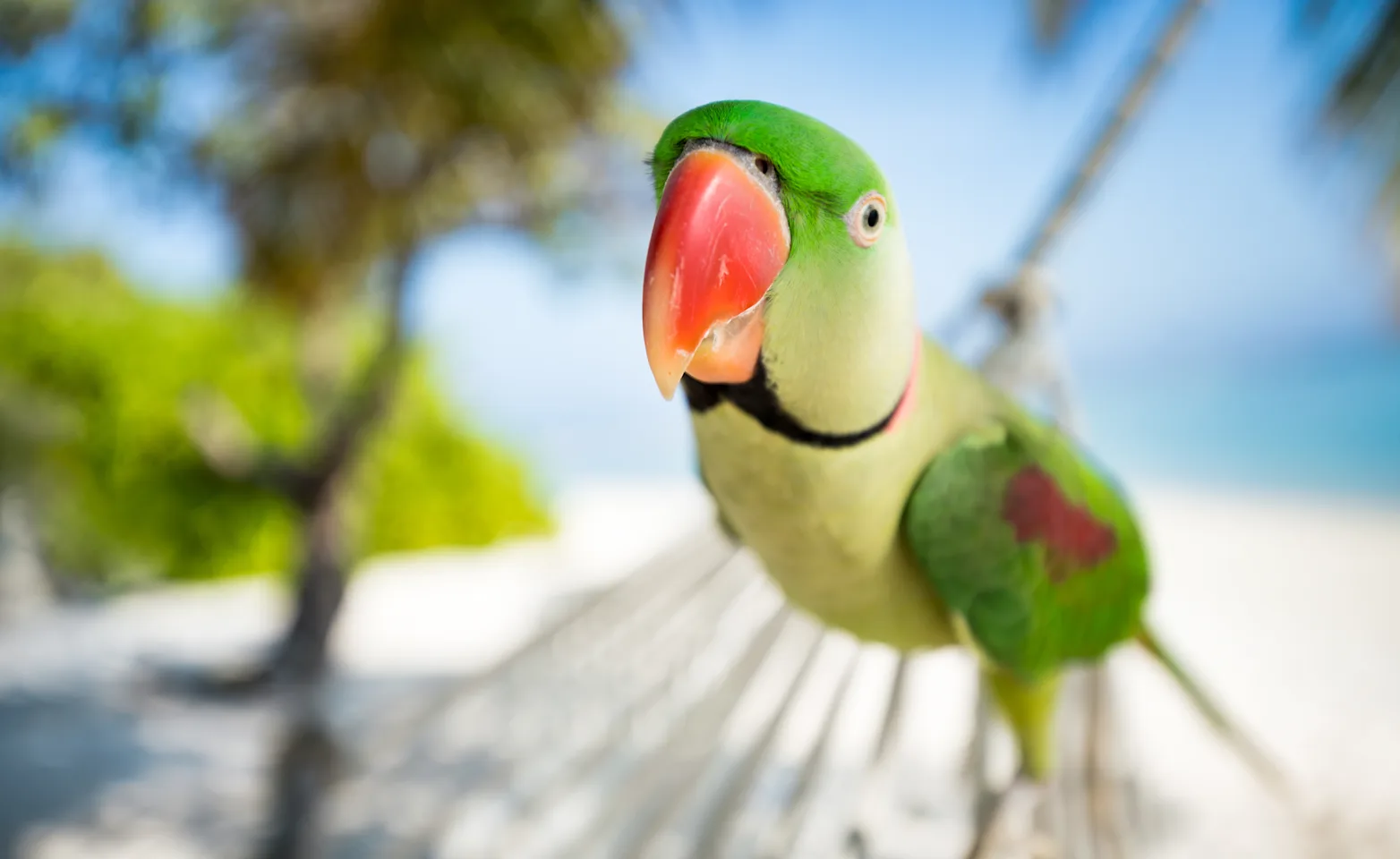 parrot on a hammock parrot on a hammock