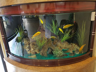 Fish Tank