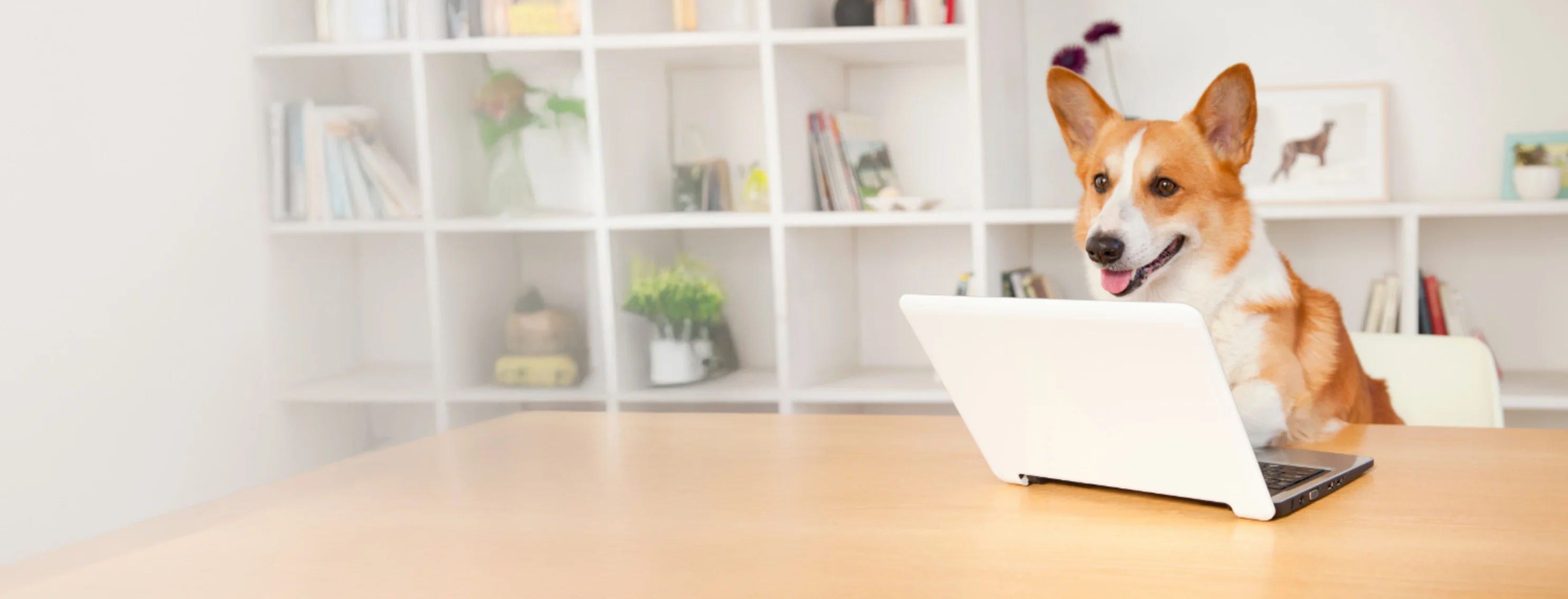 A Corgi Sitting At Home Using a Laptop A Corgi Sitting At Home Using a Laptop
