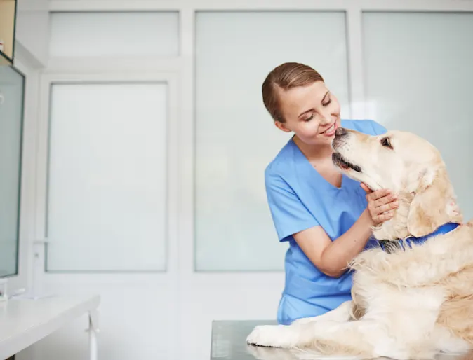 June blog photo golden retriever with vet June blog photo golden retriever with vet