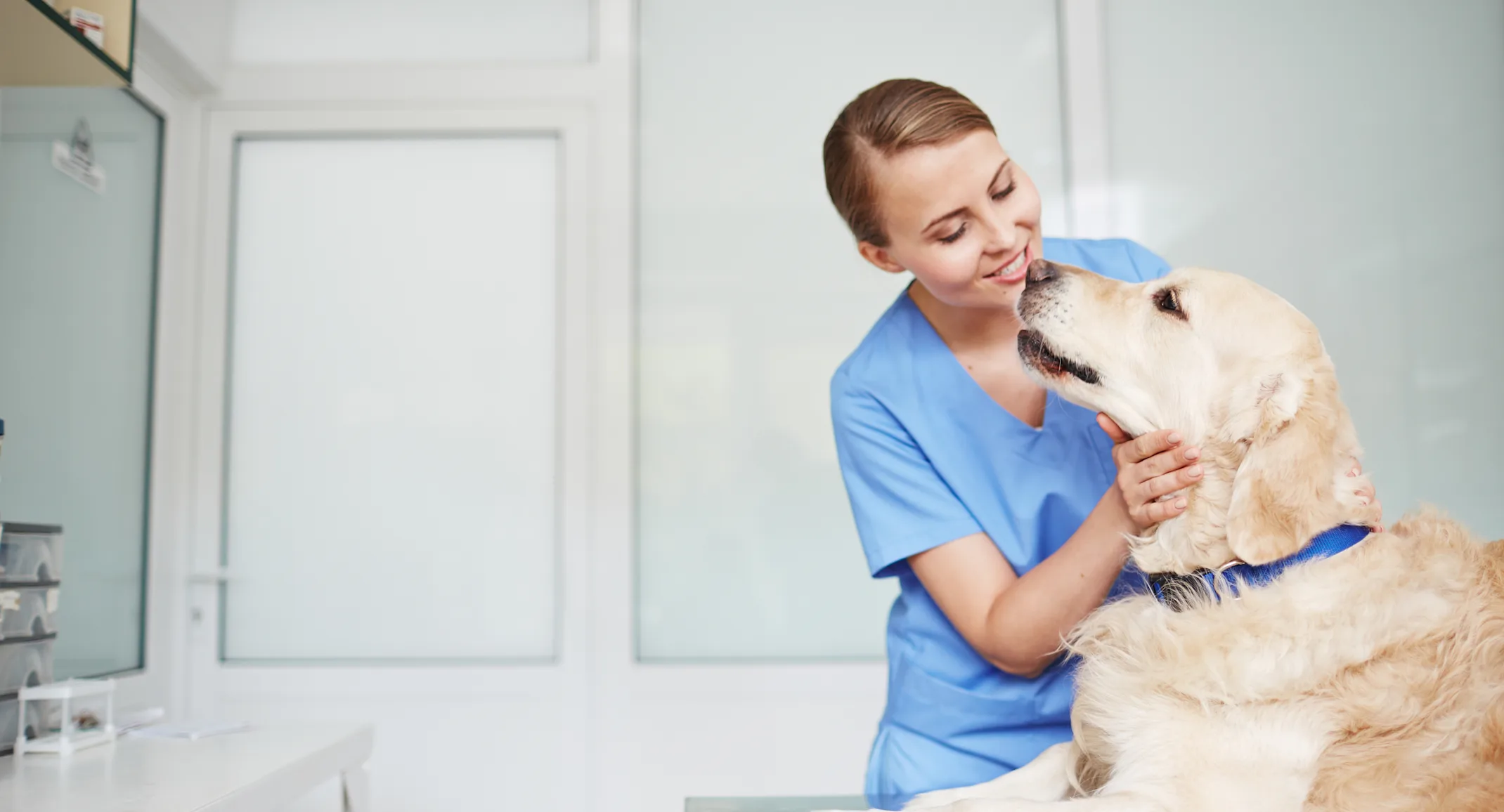 June blog photo golden retriever with vet June blog photo golden retriever with vet