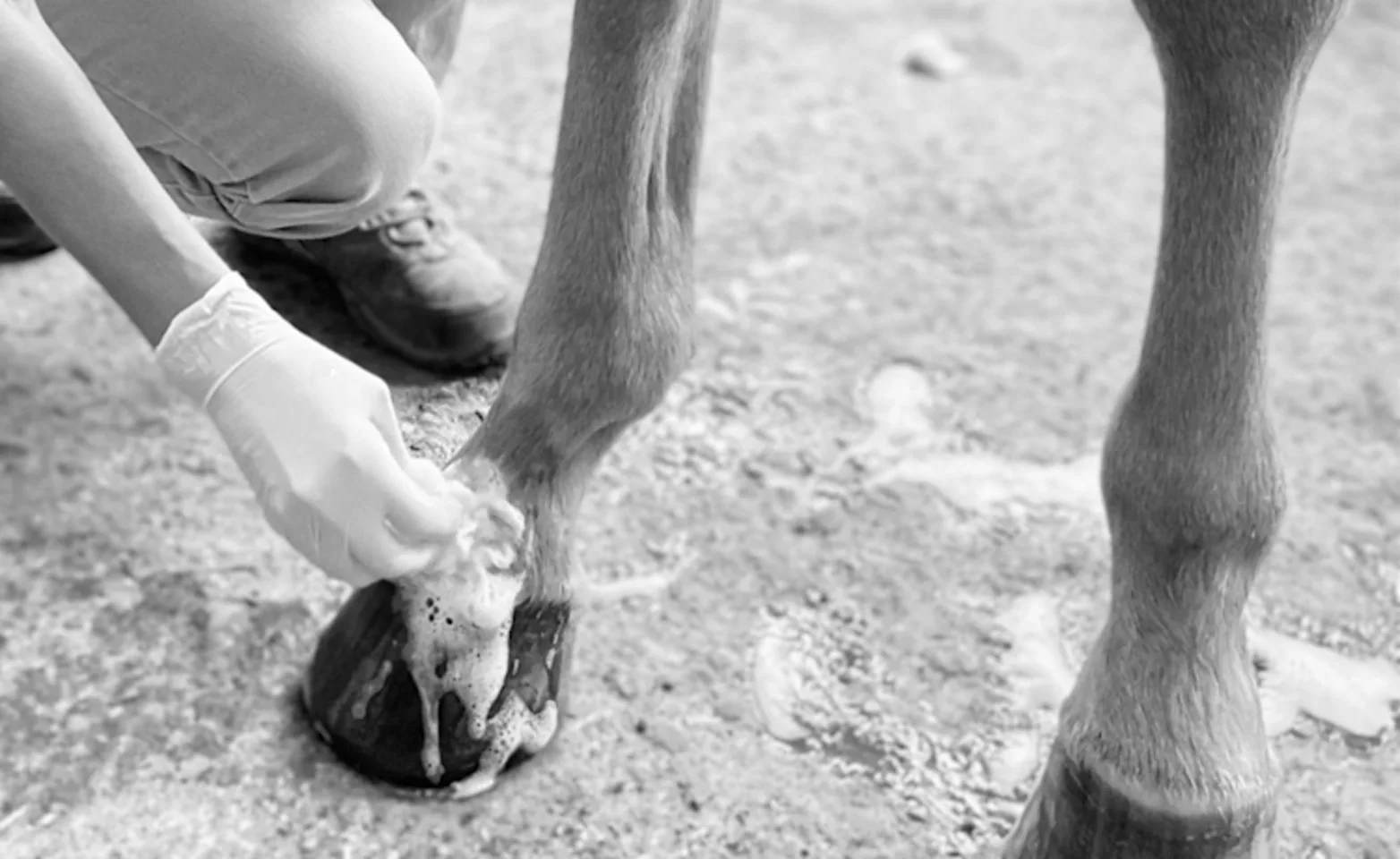 Vet tech cleaning wound Vet tech cleaning wound