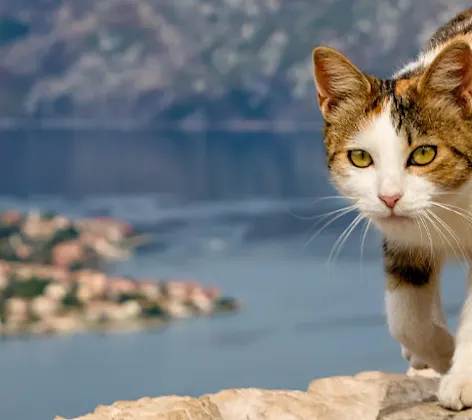A cat walking on rocks with a lake in the background A cat walking on rocks with a lake in the background