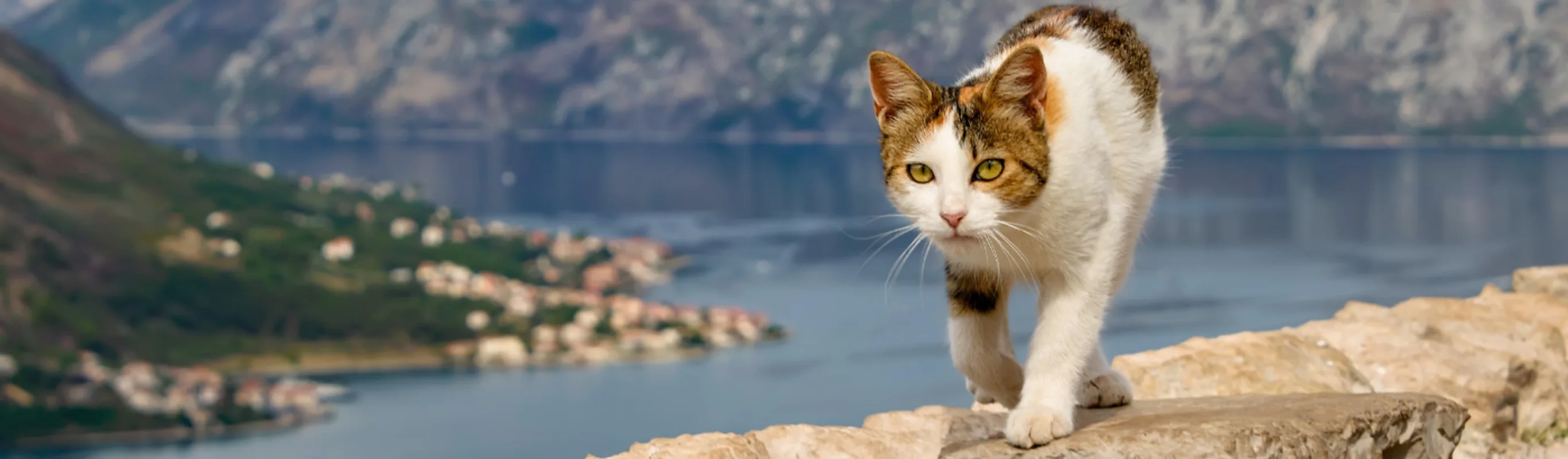 A cat walking on rocks with a lake in the background A cat walking on rocks with a lake in the background