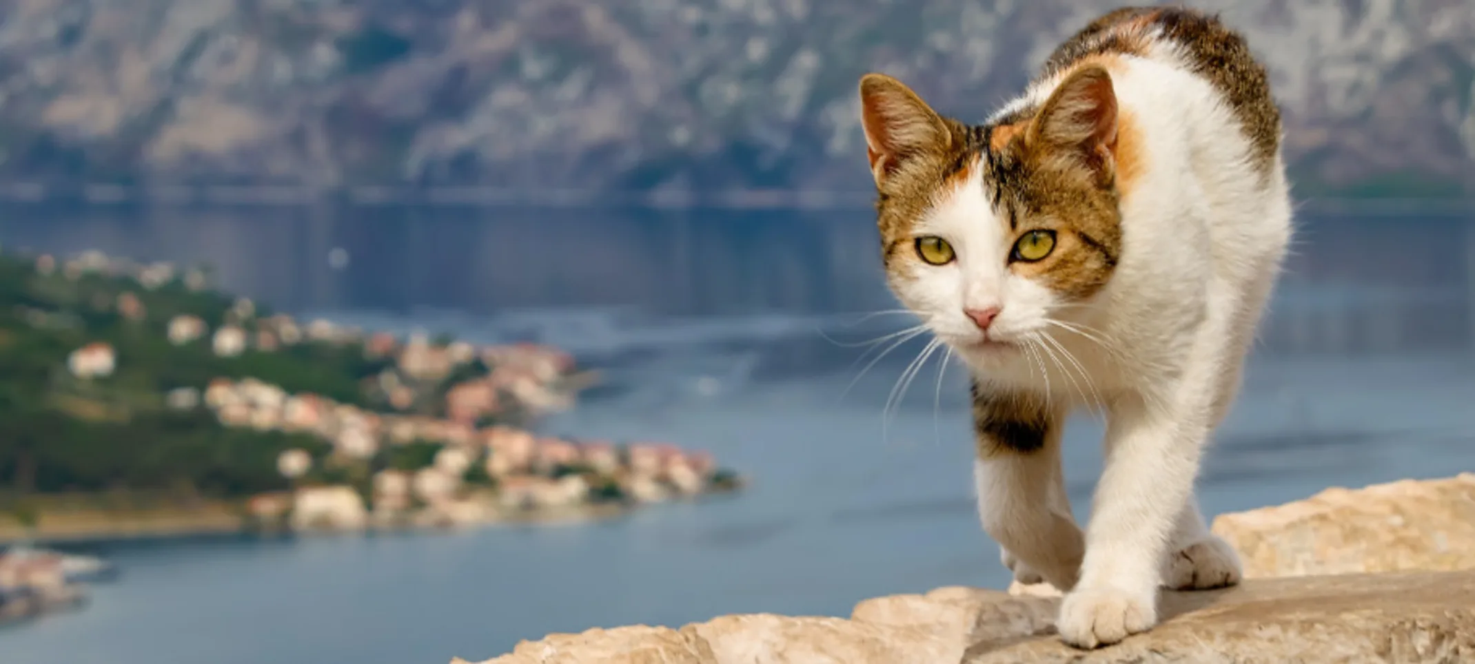 A cat walking on rocks with a lake in the background A cat walking on rocks with a lake in the background