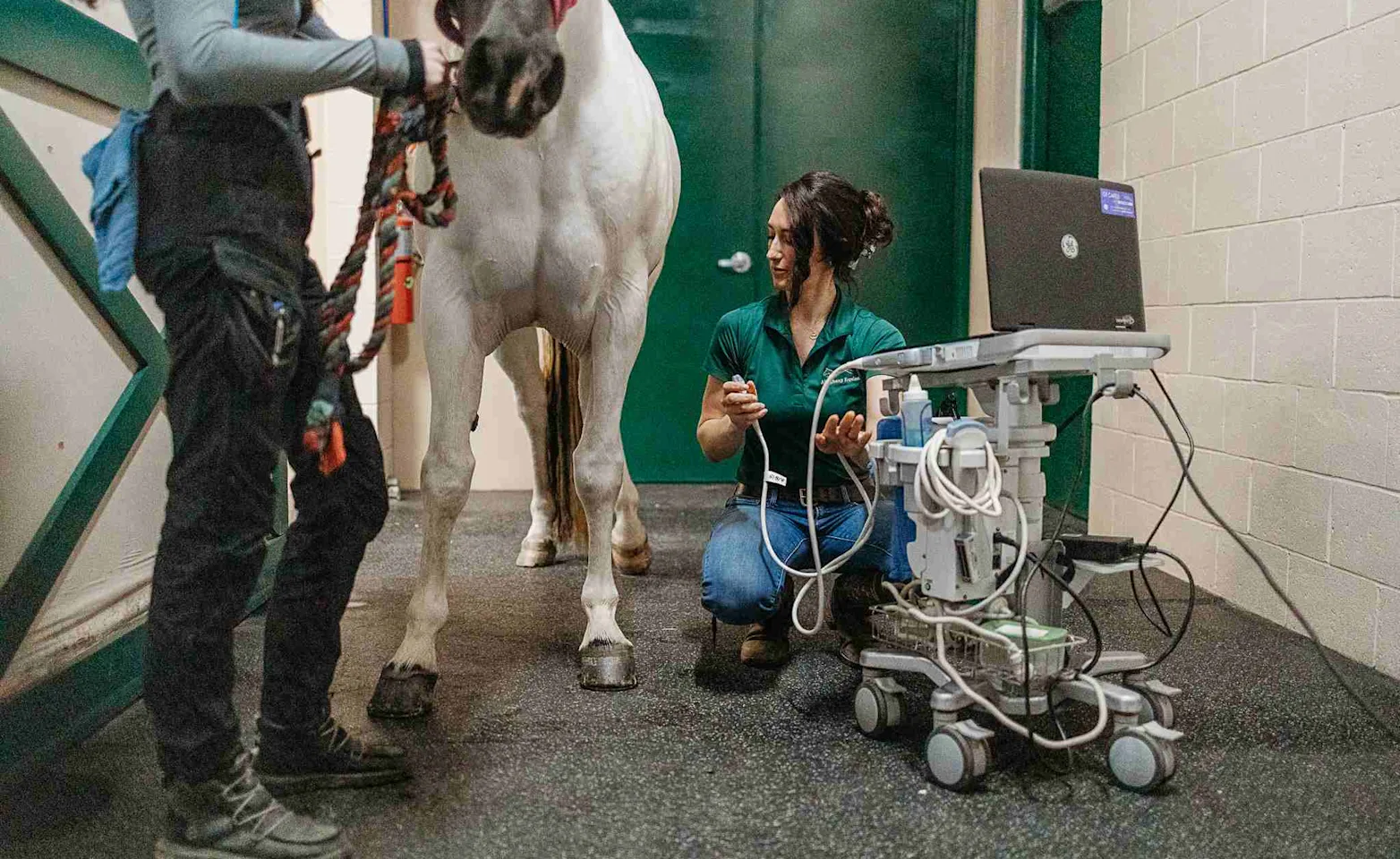 Two Staff members performing an ultrasound on a horse Two Staff members performing an ultrasound on a horse