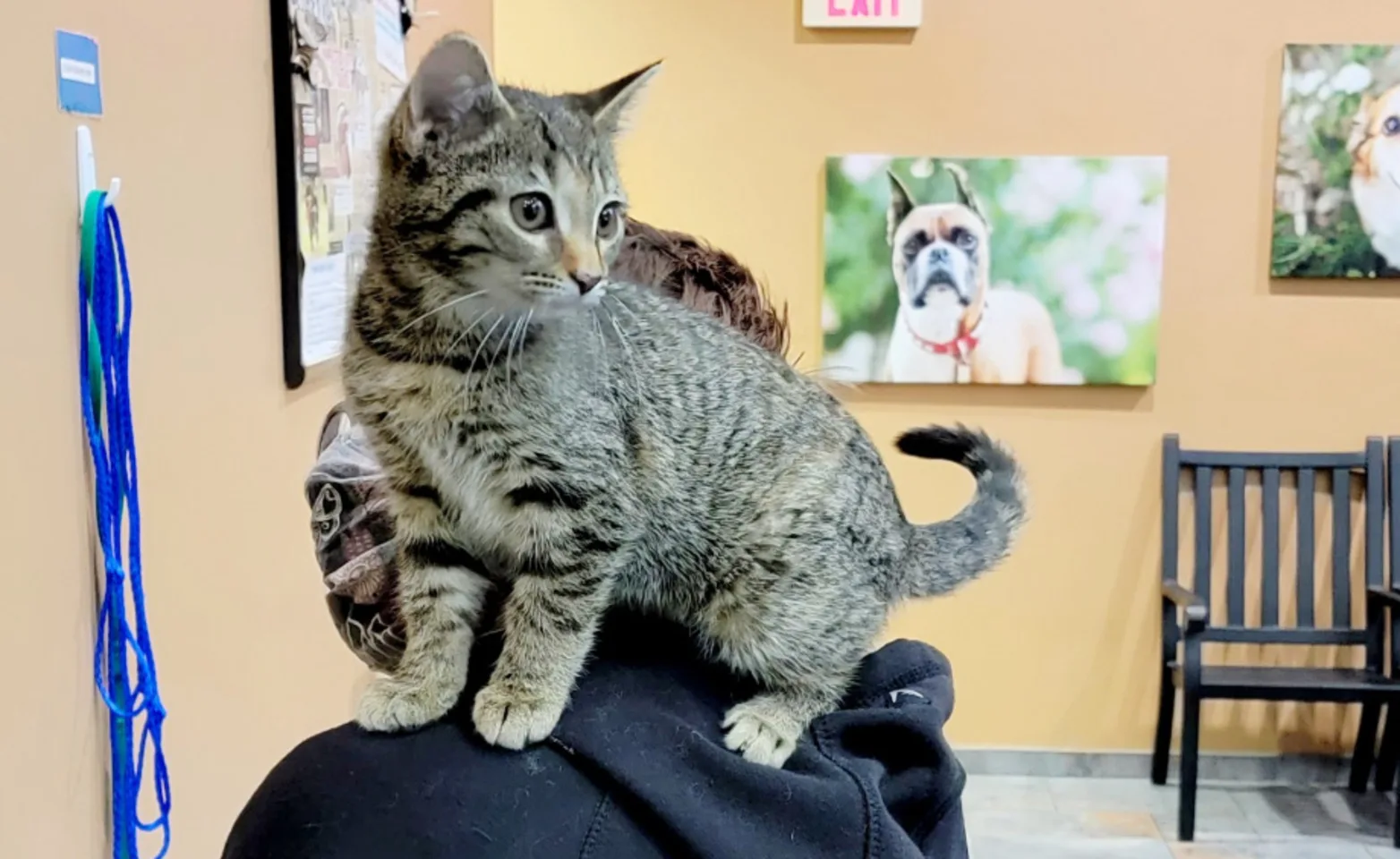 Gray brindle cat sitting perched on a staff member with a black hoodie on