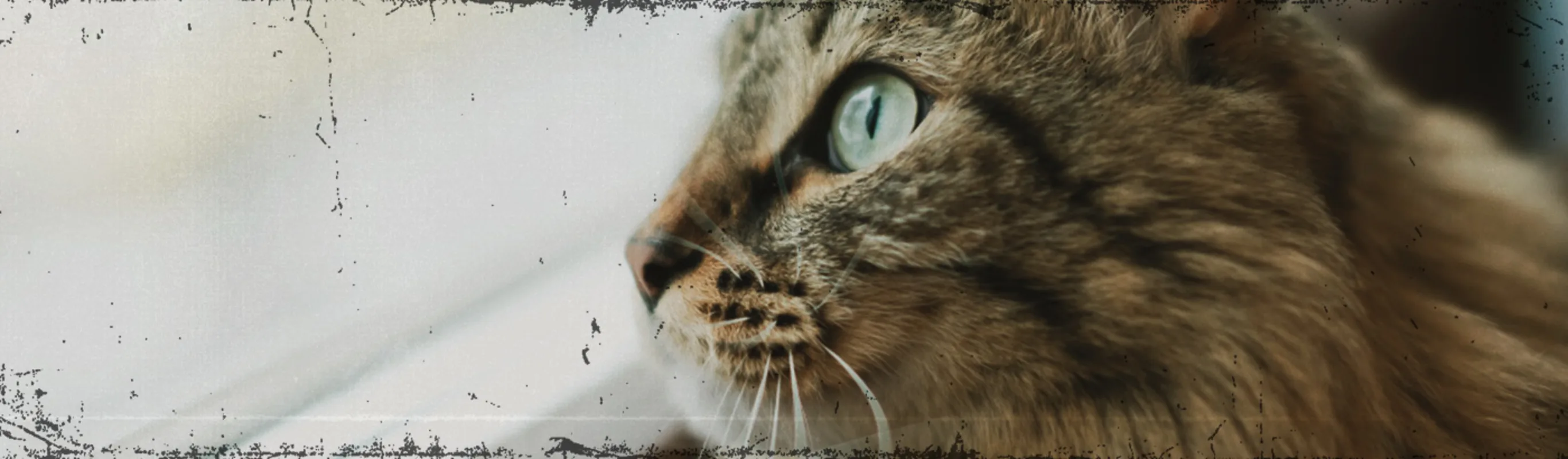 Cat looking out the window Cat looking out the window