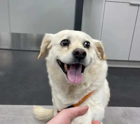 A happy white dog A happy white dog
