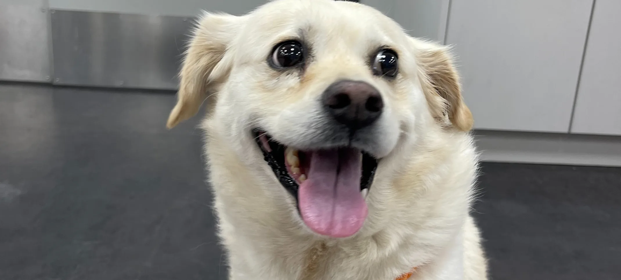 A happy white dog A happy white dog