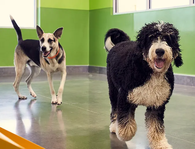 Big fluffy dogs playing together Big fluffy dogs playing together