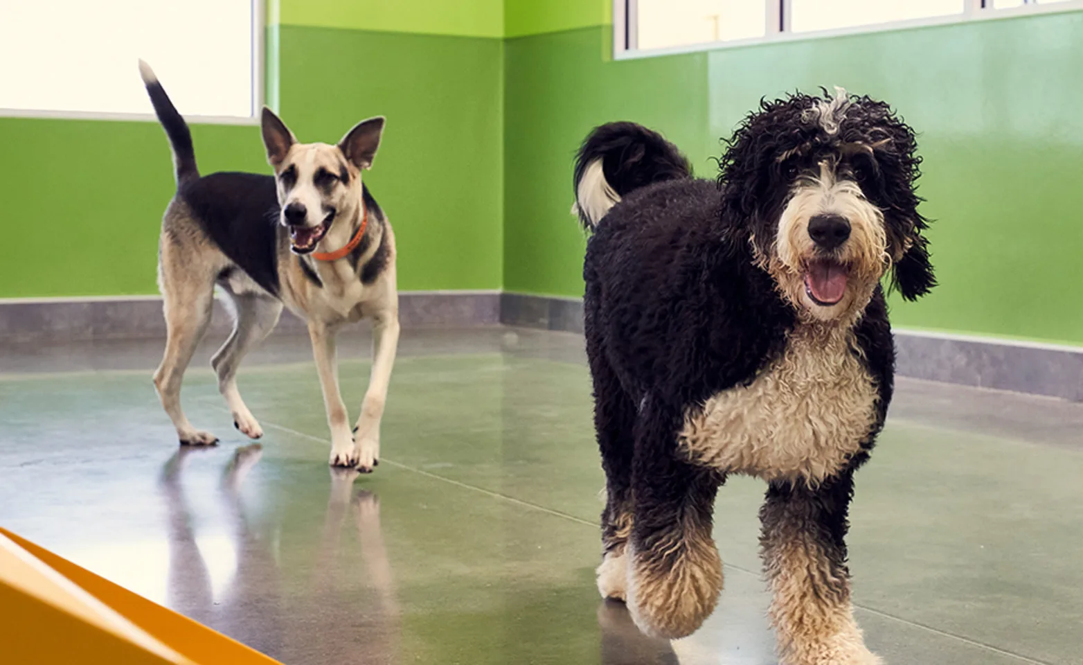 Big fluffy dogs playing together