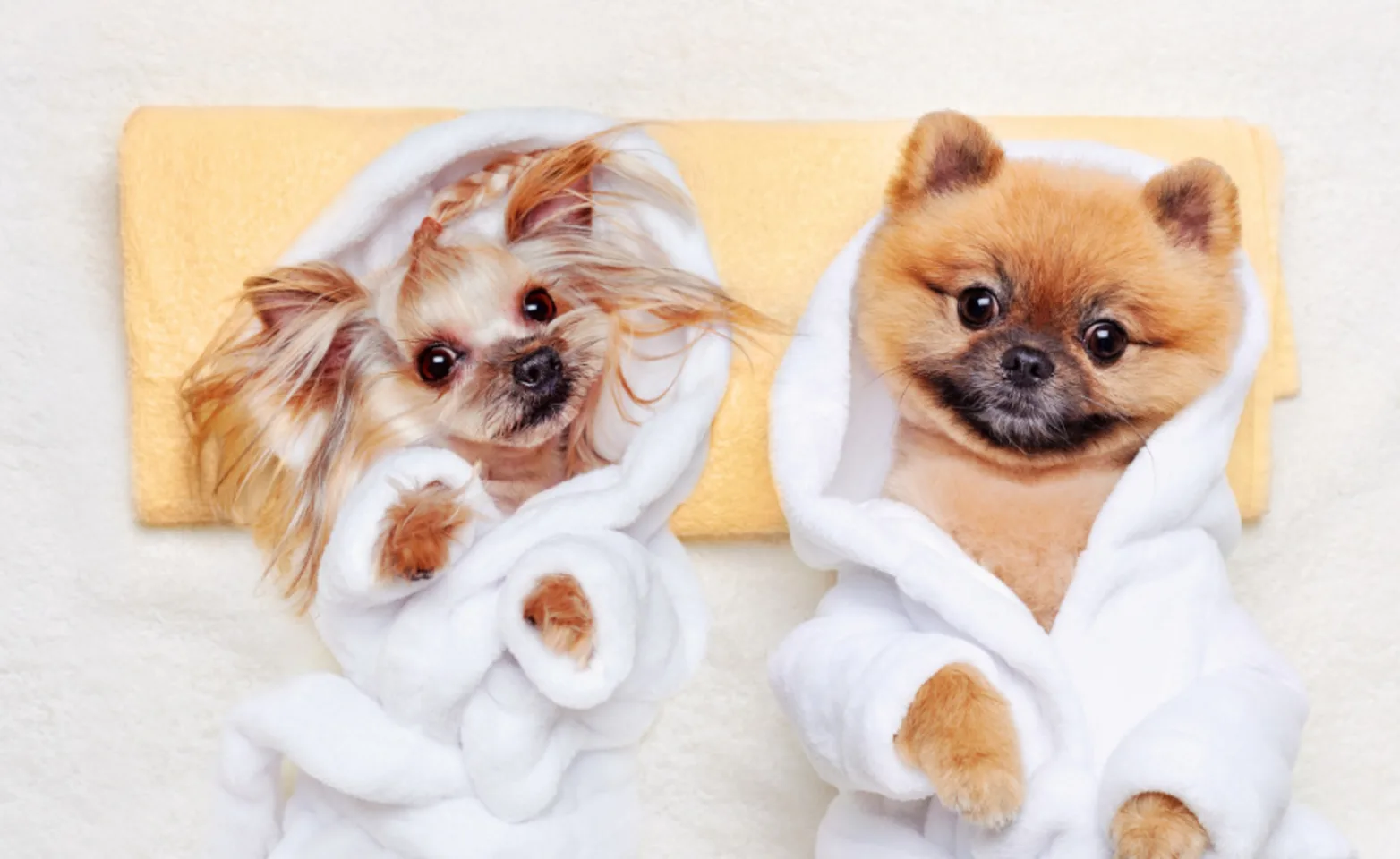 Two Dogs Wearing Bathrobes Lying on a Towel