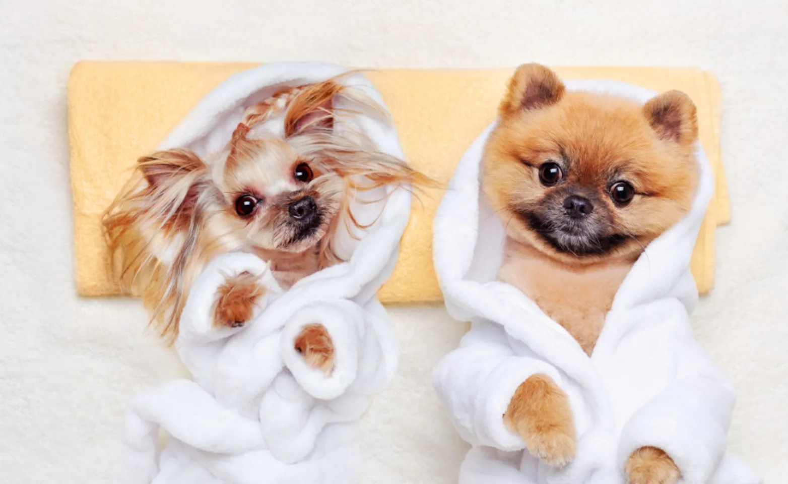 Two Dogs Wearing Bathrobes Lying on a Towel