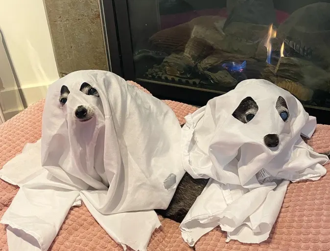 two dogs lying down disguised as ghosts