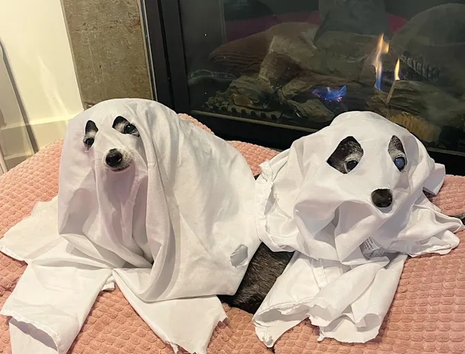 two dogs lying down disguised as ghosts two dogs lying down disguised as ghosts