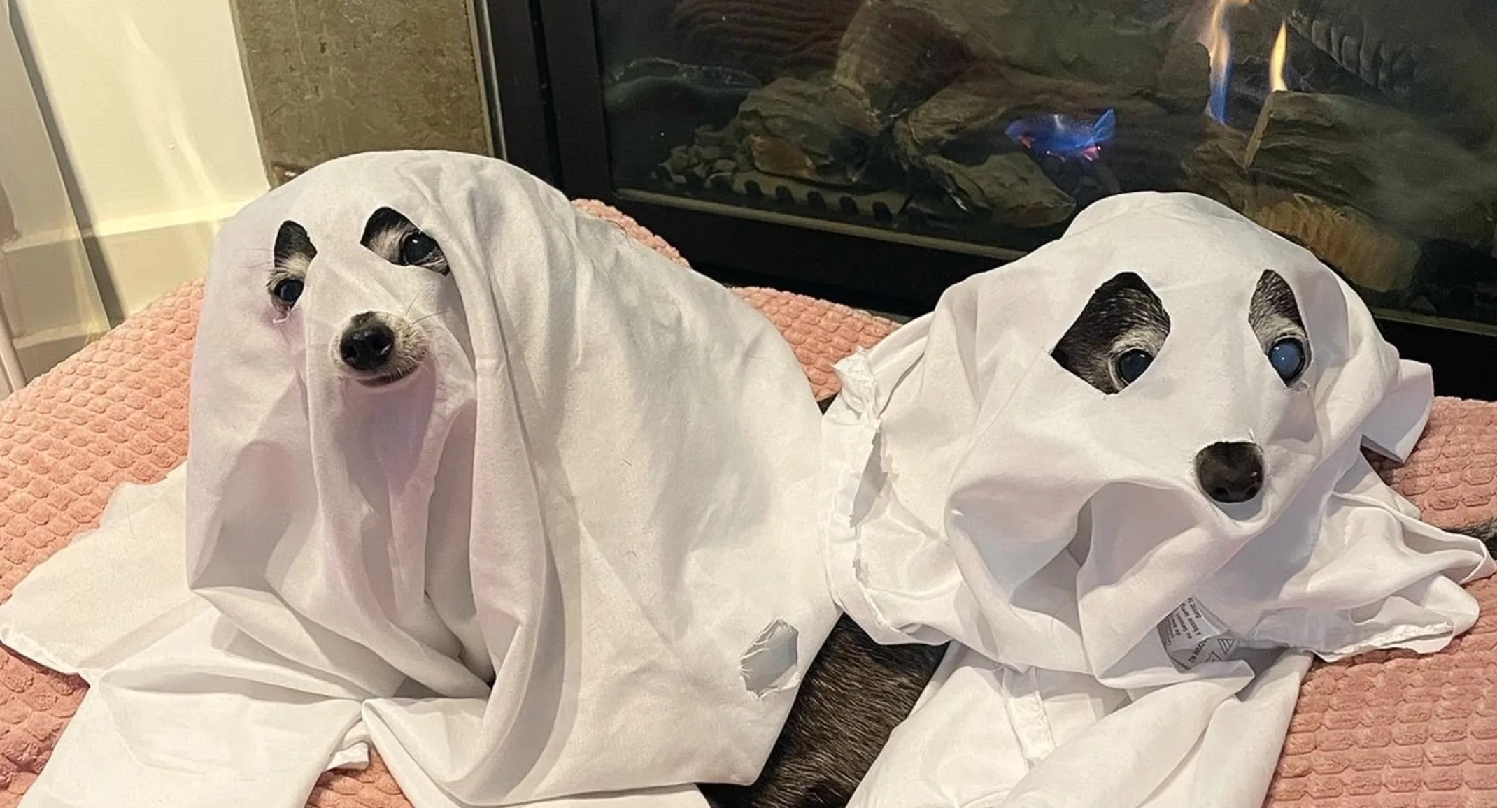 two dogs lying down disguised as ghosts two dogs lying down disguised as ghosts