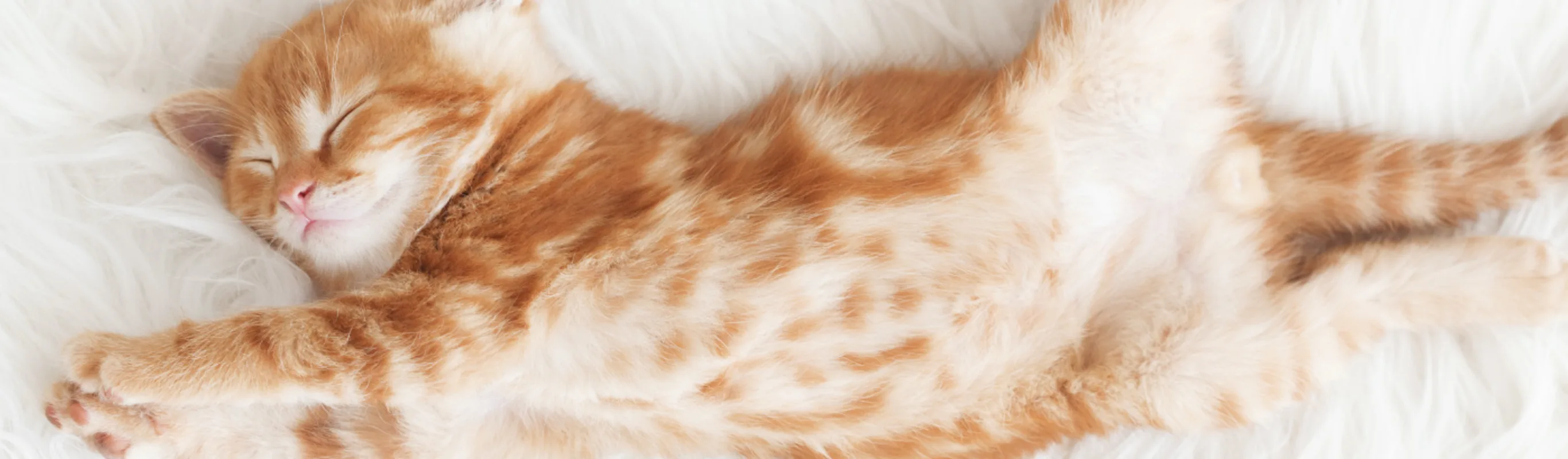 Orange Kitten Stretching