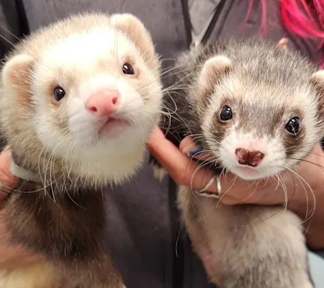 Two ferrets staring at camera Two ferrets staring at camera