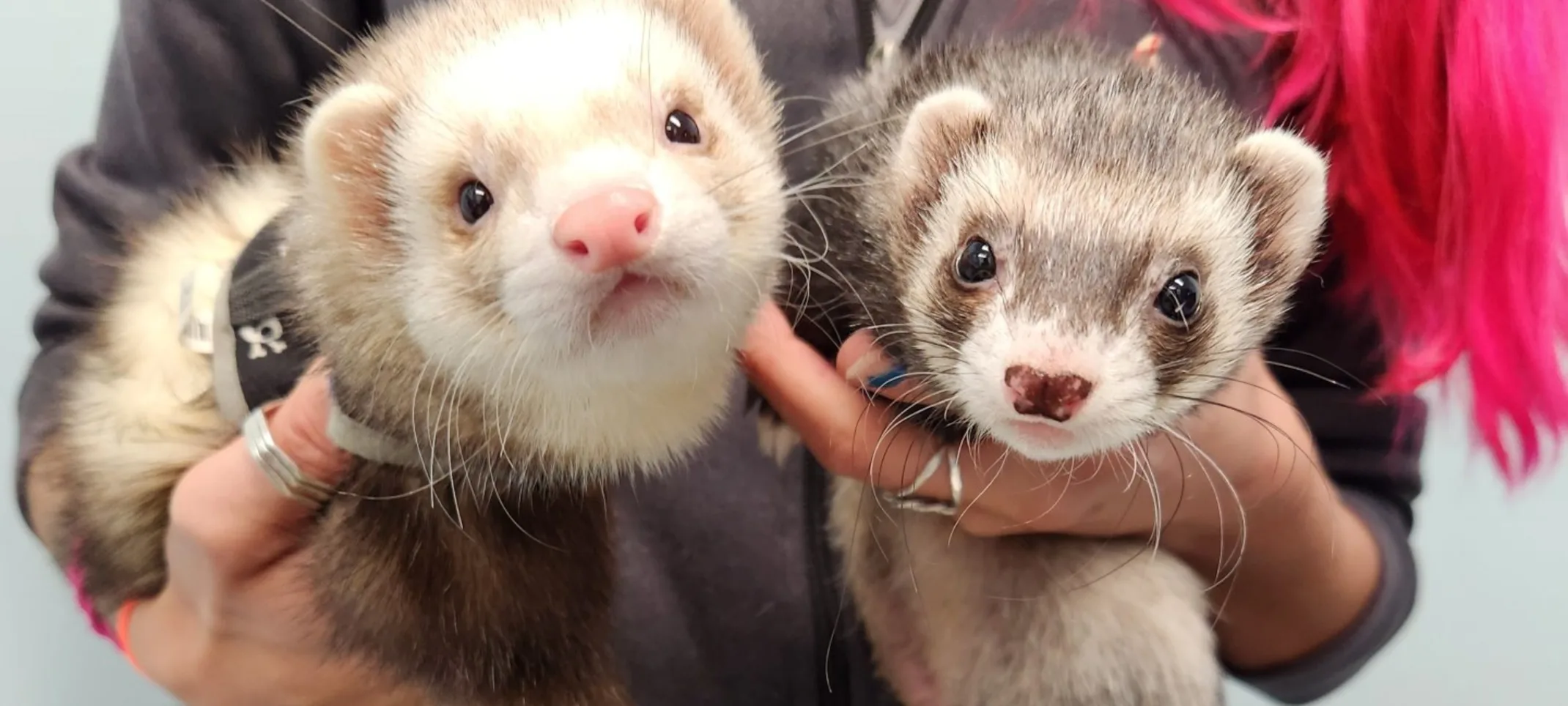 Two ferrets staring at camera Two ferrets staring at camera