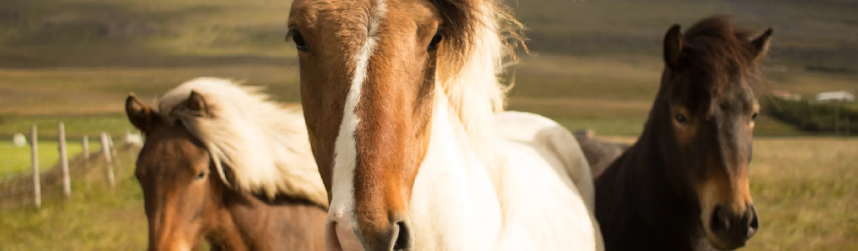 Horses in Field Rural