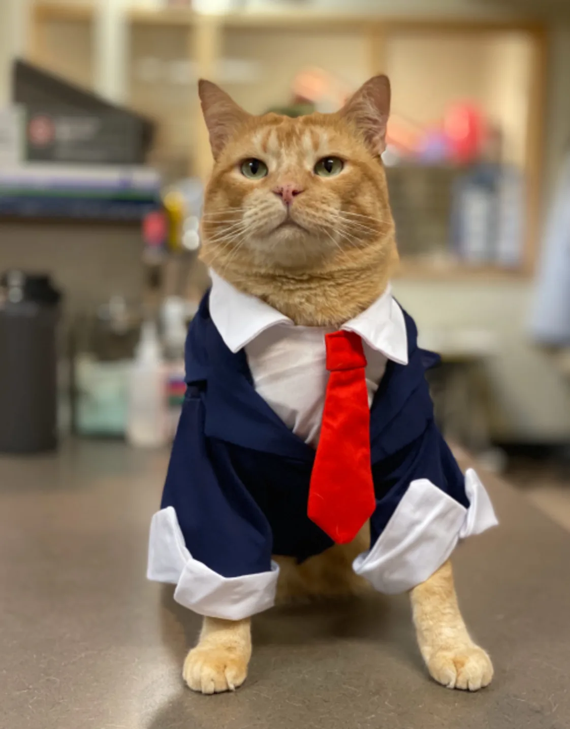 Mufasa at Overland Animal Hospital Mufasa at Overland Animal Hospital