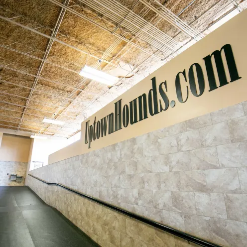 Uptown Hounds Indoor Ramp that also shows Uptown Hounds website name on the wall. 