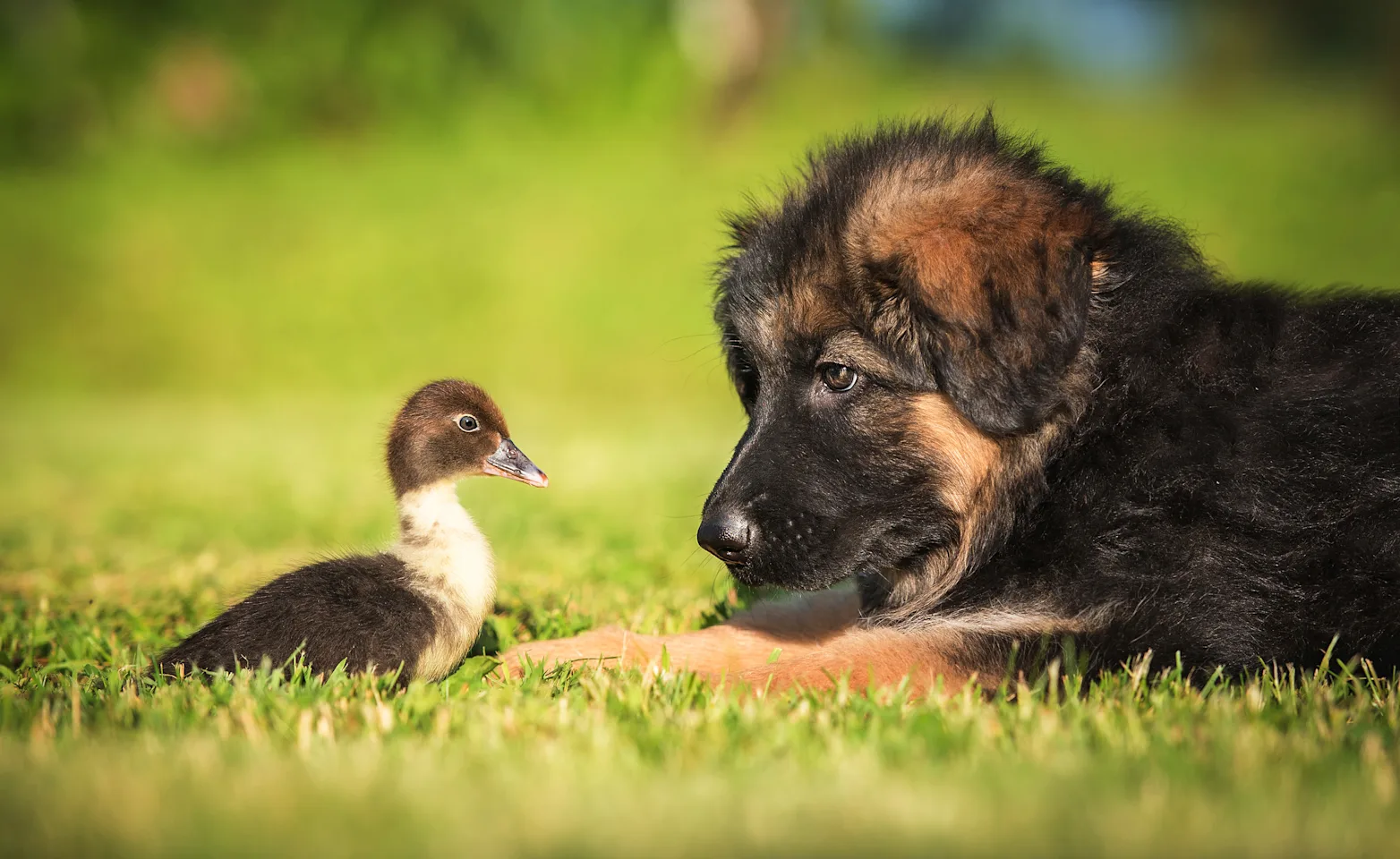 dog and duck on grass dog and duck on grass