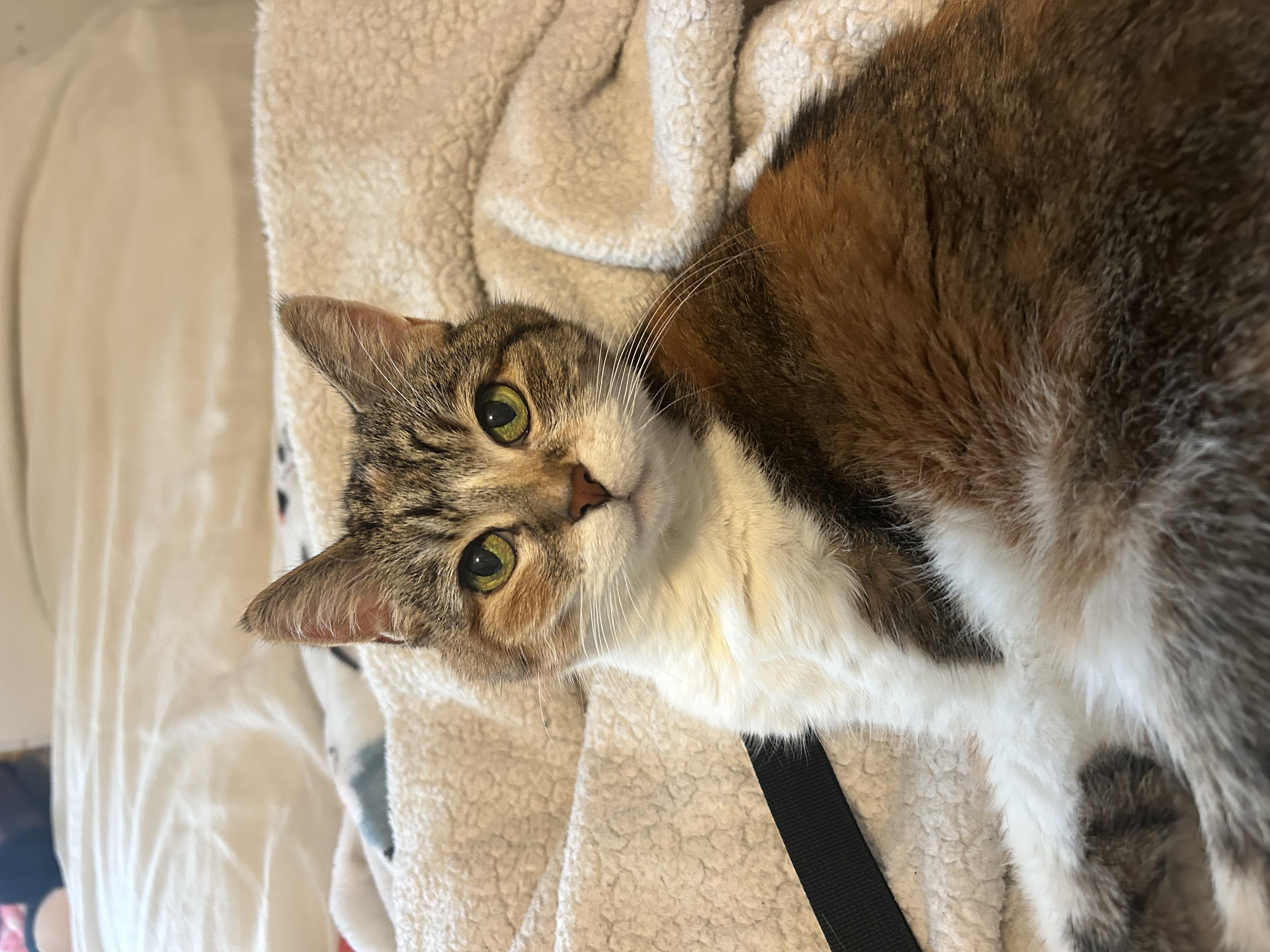 Photo of Olivia's cat