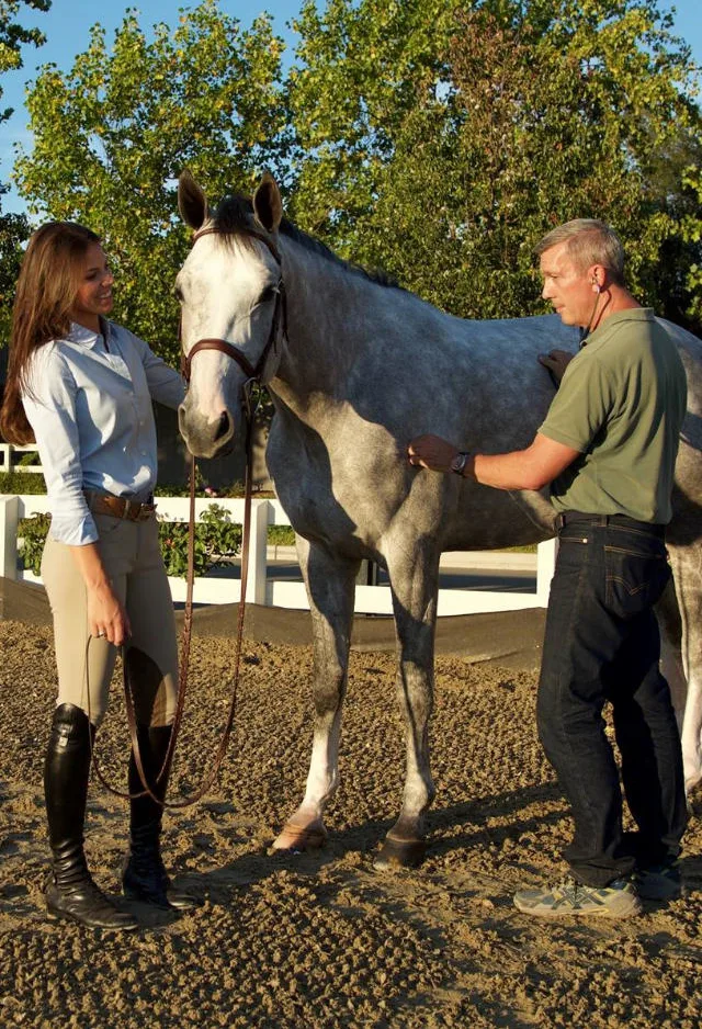 Two Veterinarians Standing Outside with a Gray Horse at Bayhill Equine