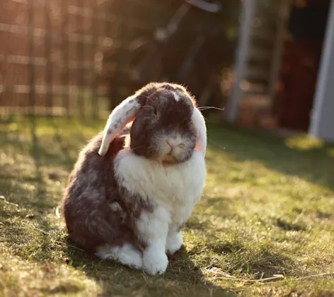 Rabbit sitting on the grass outside