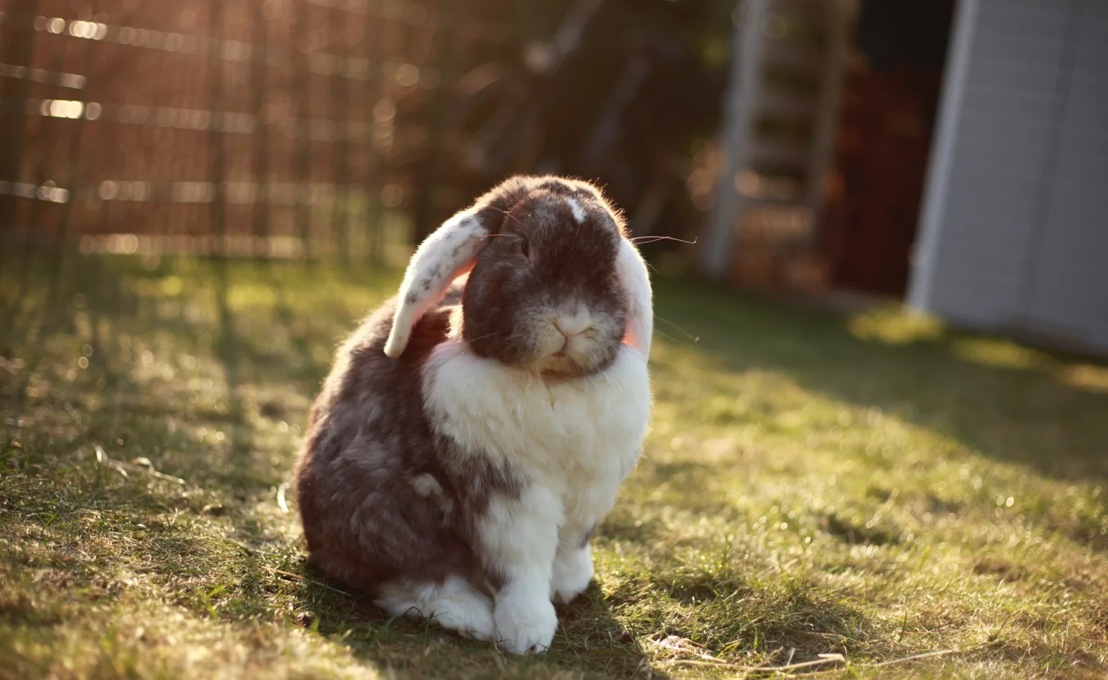 Rabbit sitting on the grass outside