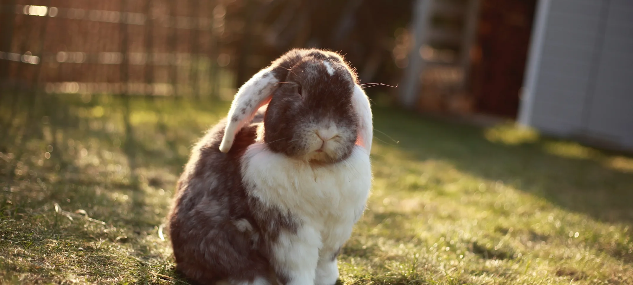 Rabbit sitting on the grass outside Rabbit sitting on the grass outside