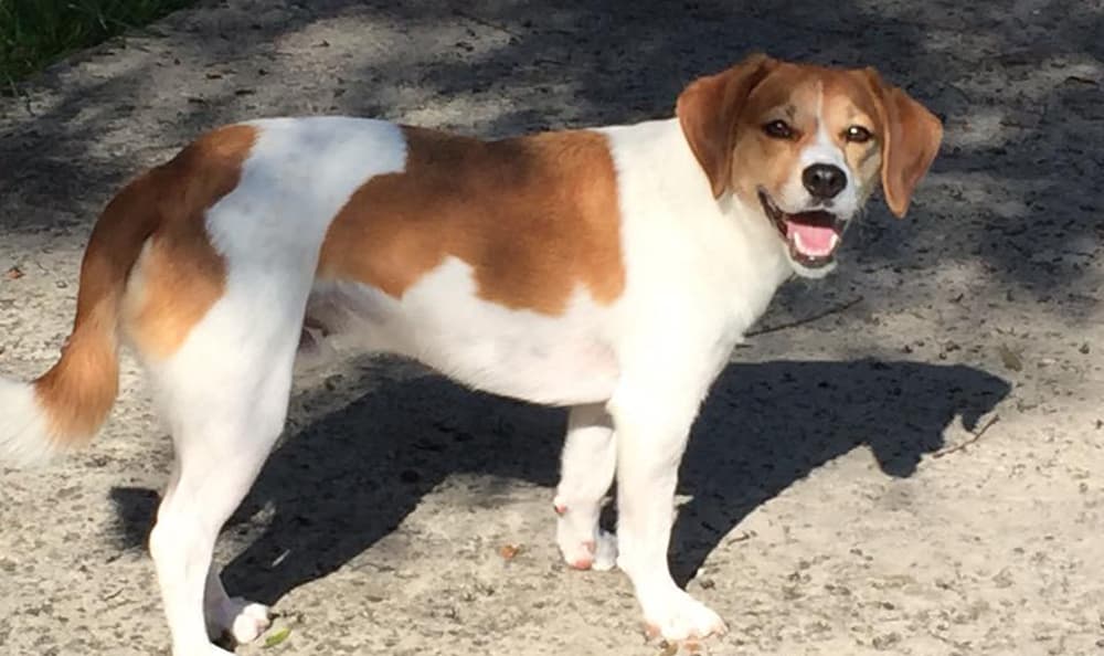 Brown and white dog smiling at the camera.