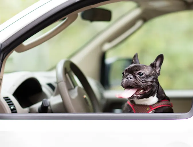 dog in the drivers seat of a car with its tongue out dog in the drivers seat of a car with its tongue out