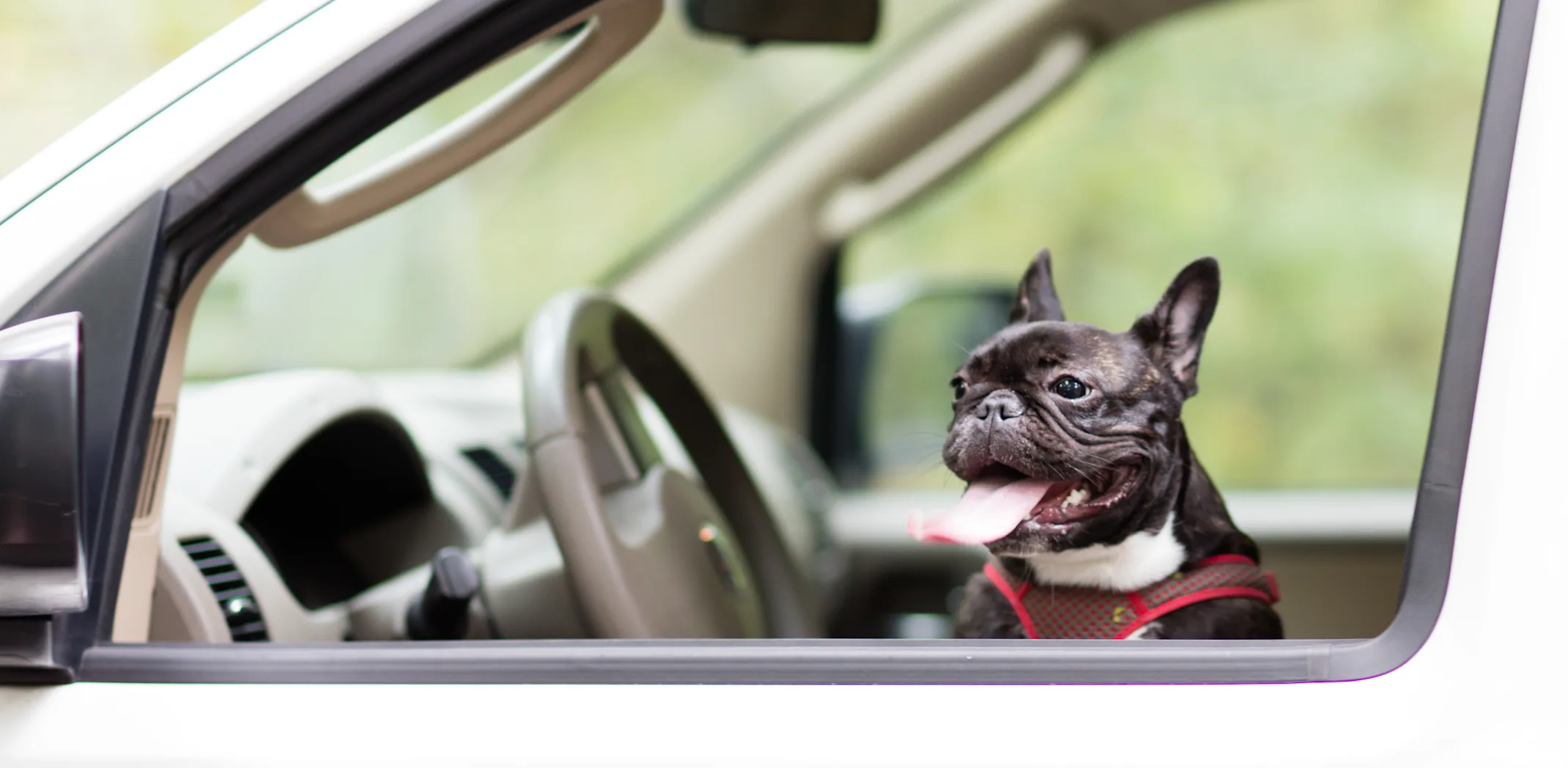 dog in the drivers seat of a car with its tongue out dog in the drivers seat of a car with its tongue out