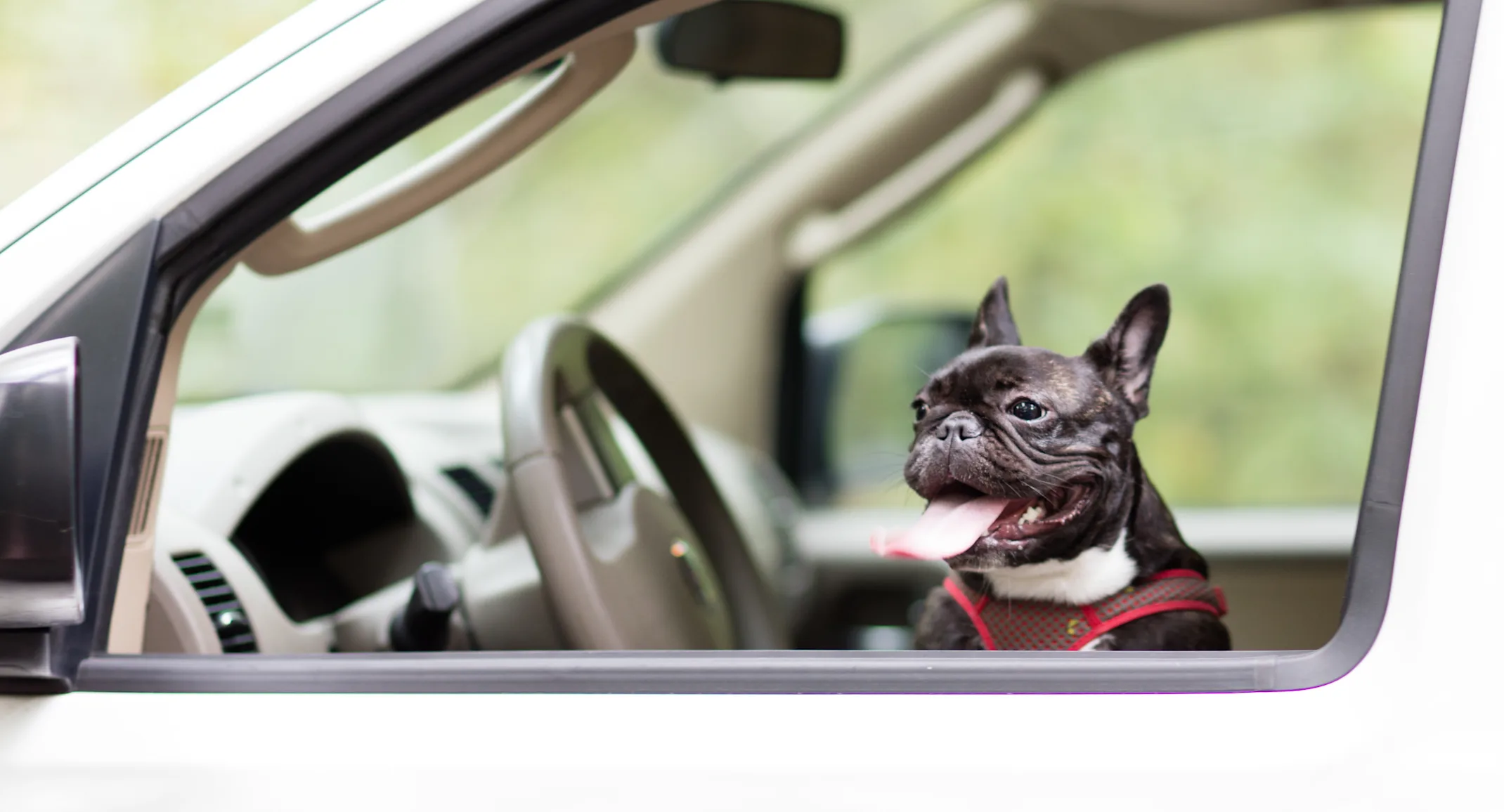 dog in the drivers seat of a car with its tongue out dog in the drivers seat of a car with its tongue out