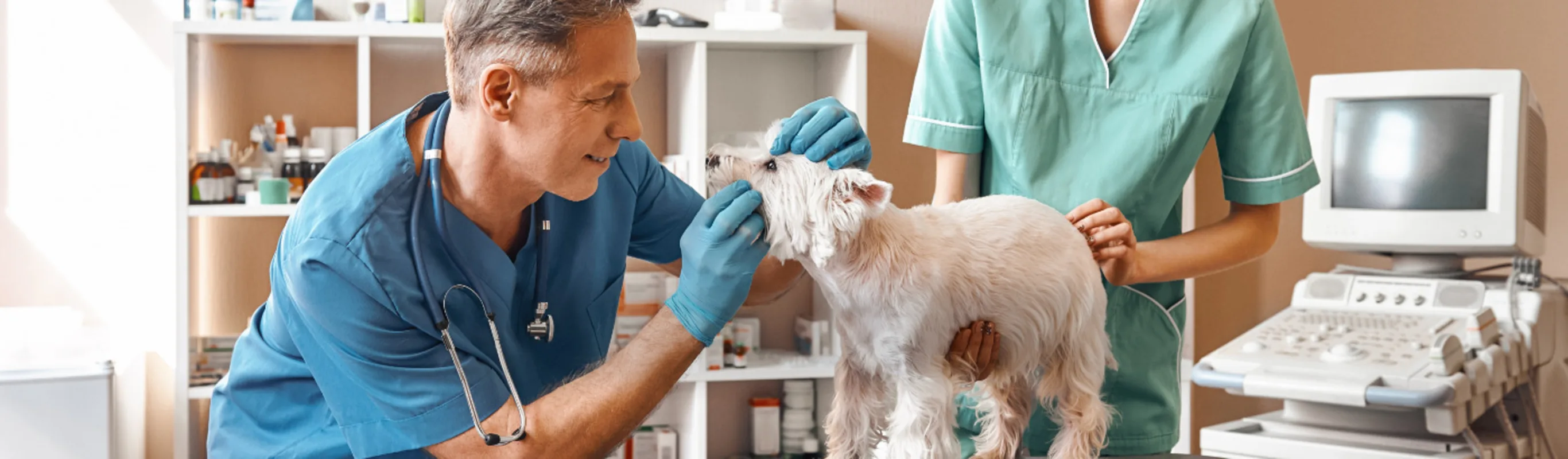 A Veterinarian Checking a Dog's Teeth A Veterinarian Checking a Dog's Teeth