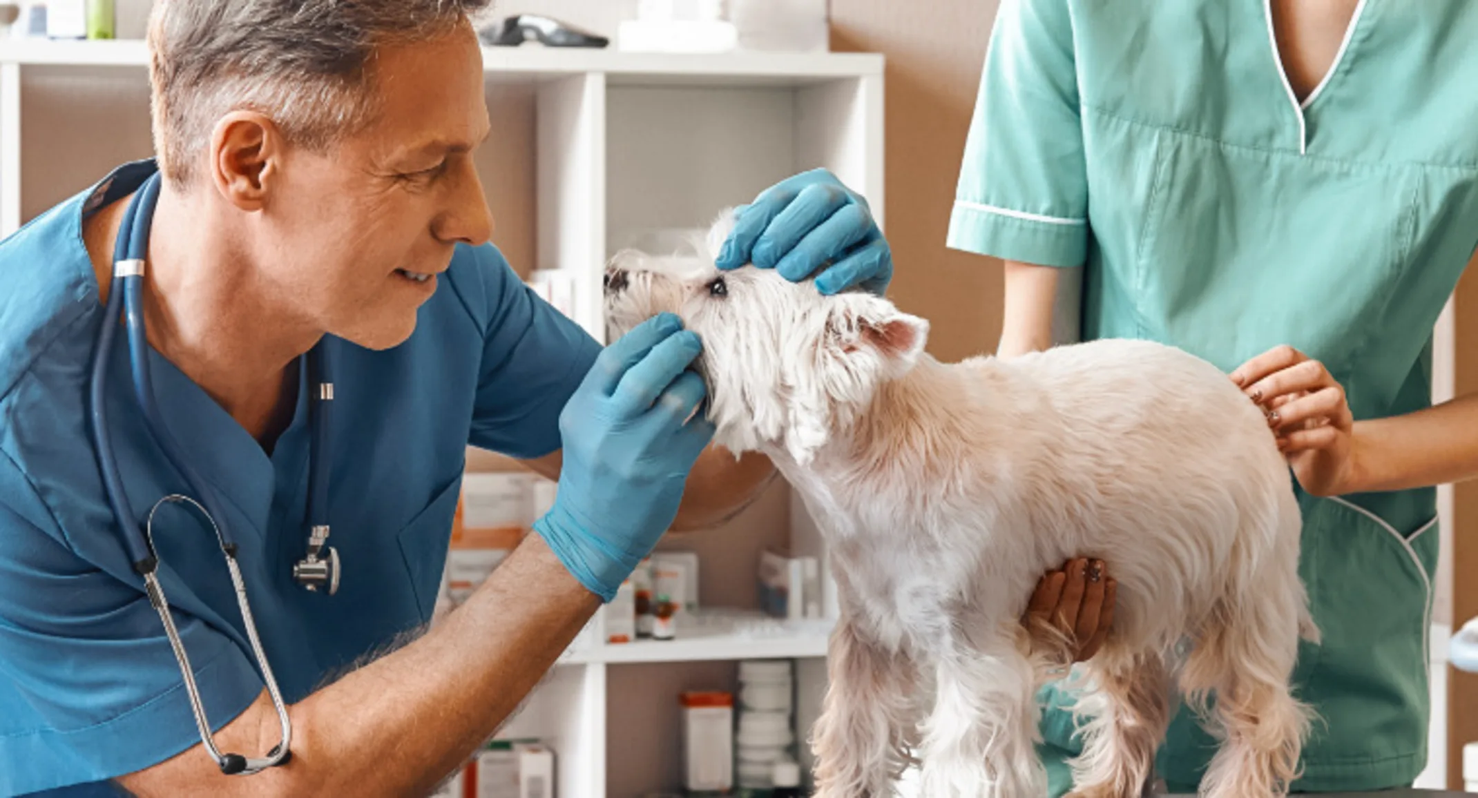 A Veterinarian Checking a Dog's Teeth A Veterinarian Checking a Dog's Teeth