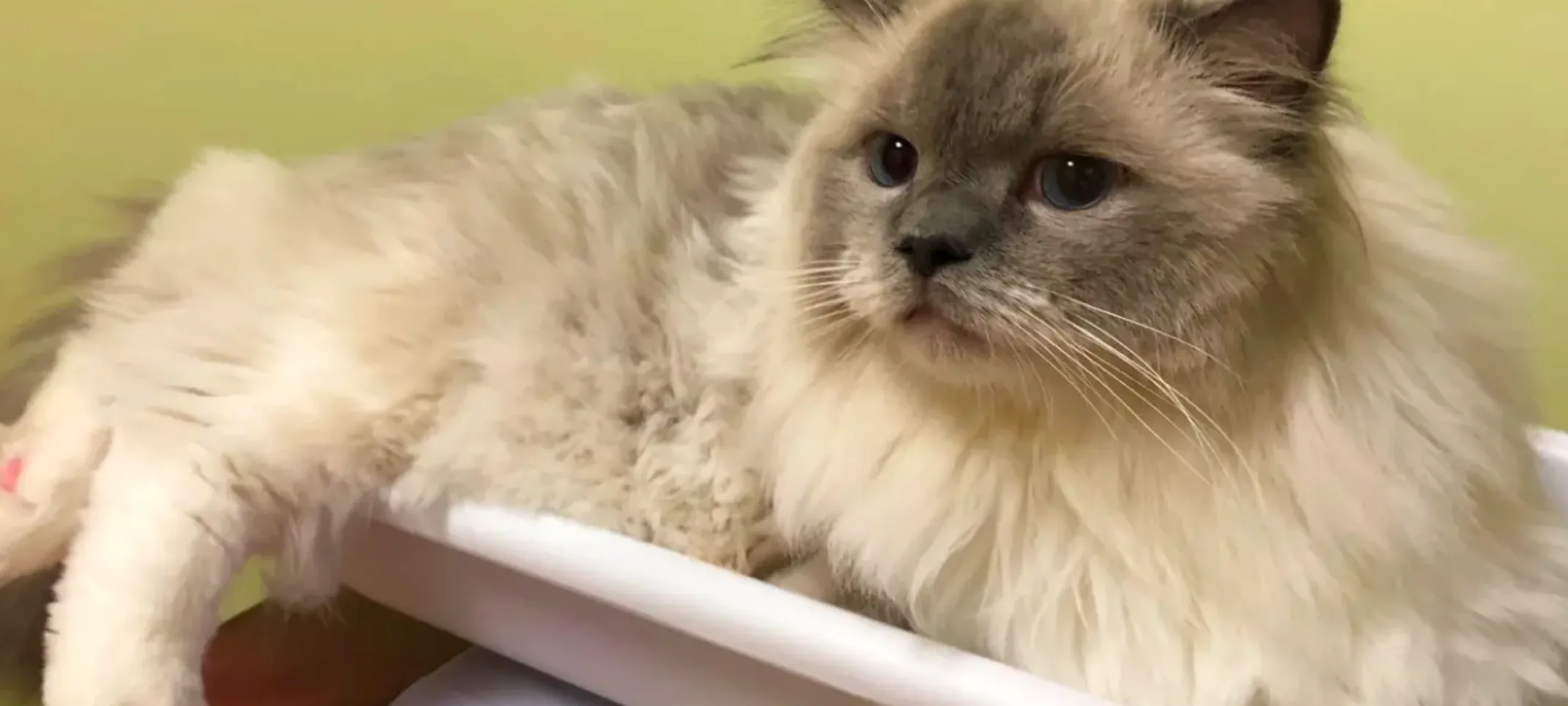 cat being weighed on a scale