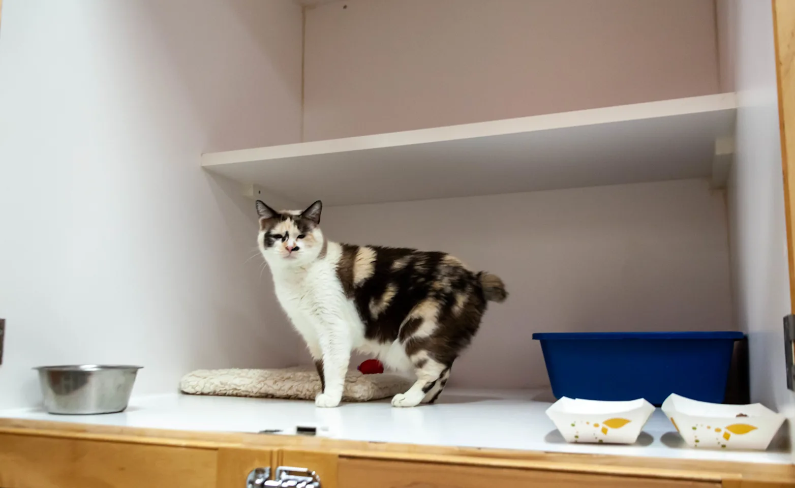 Cat in balcony unit with bowl, bed, and litter box. Cat in balcony unit with bowl, bed, and litter box.