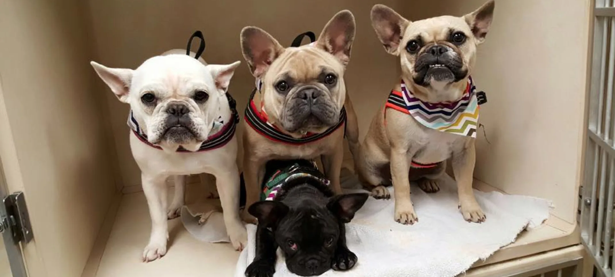 4 dogs together 4 dogs together