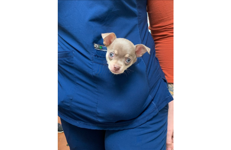 Puppy in Pocket of Nurse's Scrub Pocket