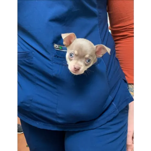 Puppy in Pocket of Nurse's Scrub Pocket